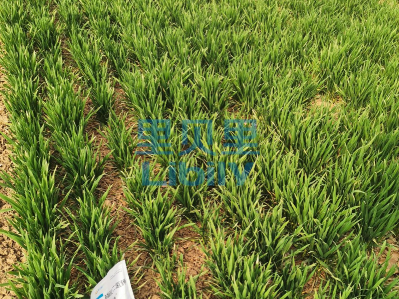 水溶肥品牌-宴沃河南小麥