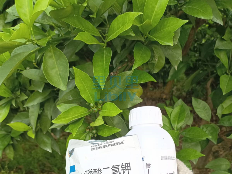 水溶肥-楊老板用宴沃的柑橘