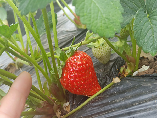 水溶肥在草莓上如何使用？