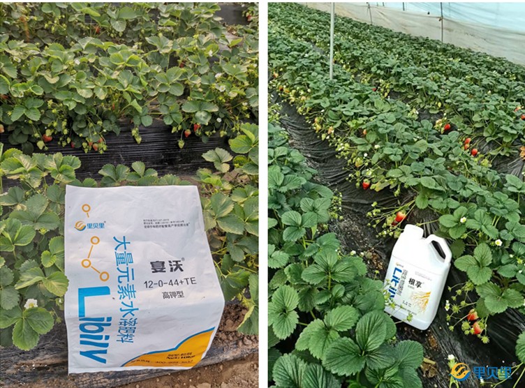 草莓用什么肥好