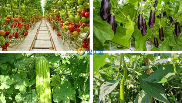 大寒前后，作物怎么管理？