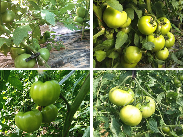 西紅柿用什么肥料比較好，郭總就認(rèn)定這套施肥方案！